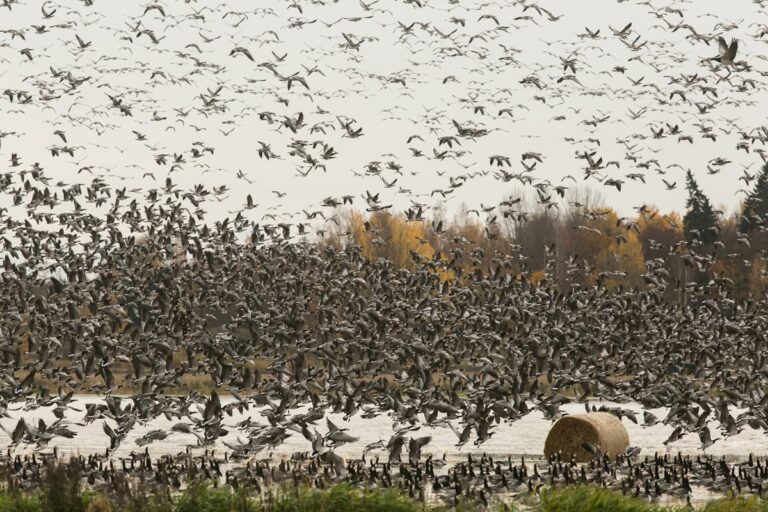 Valkoposkihanhien muutto on alkanut
