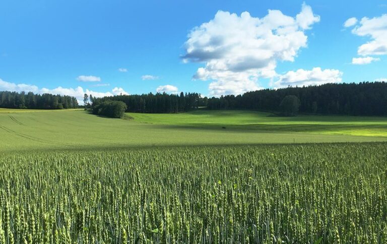 MTK: Lihan ja kananmunien tuotanto kriisissä