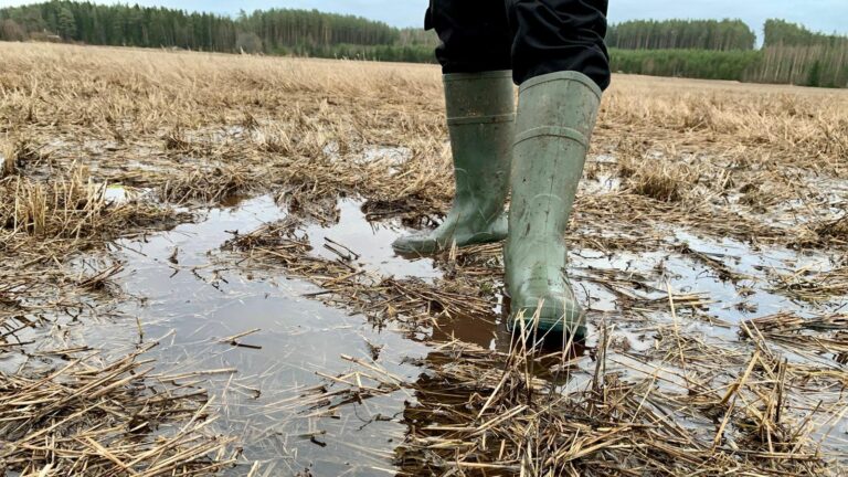 Lisähaastetta maatalouteen: Märät pellot ja myöhäinen kevät koettelevat viljelijöiden hermoja
