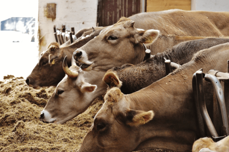 Huoli Bovaer-lisäaineen käytöstä lehmien rehussa kasvaa Suomessa – Valio ja Atria ottaneet ensimmäisinä käyttöön