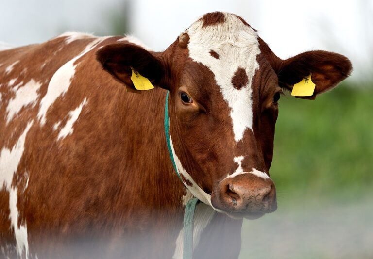 Perusteellinen faktantarkistus Bovaer-rehulisäaineen turvallisuudesta